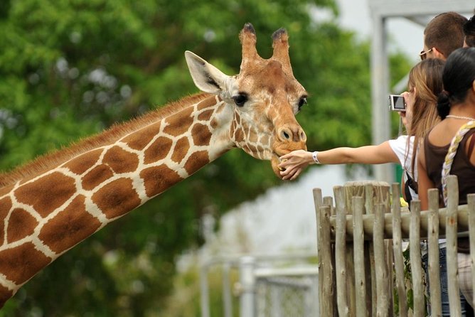 Giraffe Centre Nairobi - Feeding Rothschild's Giraffes